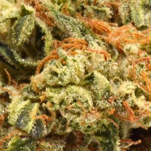 THCa Flower - Exotic Buttermilk Cookie