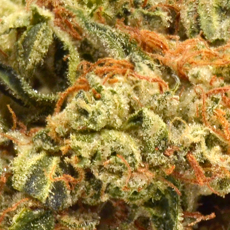 THCa Flower - Exotic Buttermilk Cookie