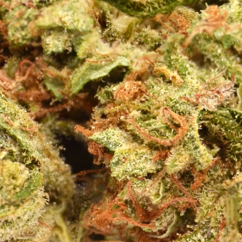 Pineapple-OG-Up-close.jpg THCa Flower - Pineapple OG