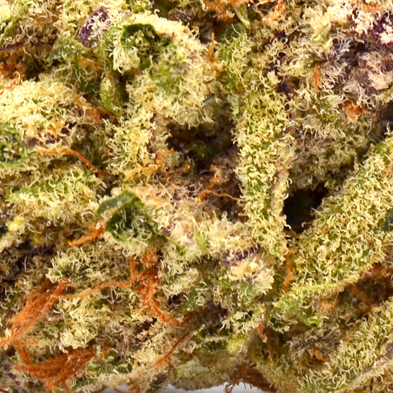 Purple Punch Strain THCA Flower -- 27% THCA