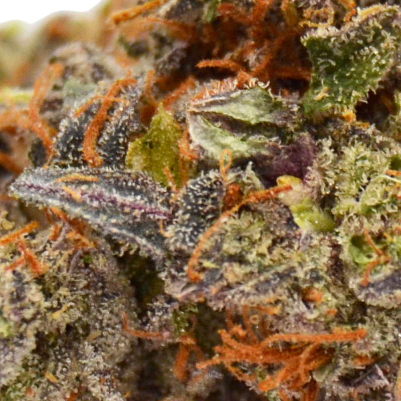 THCa-Jet-Fuel-Flower-Up-Close.jpg Jet Fuel - THCa - 39%