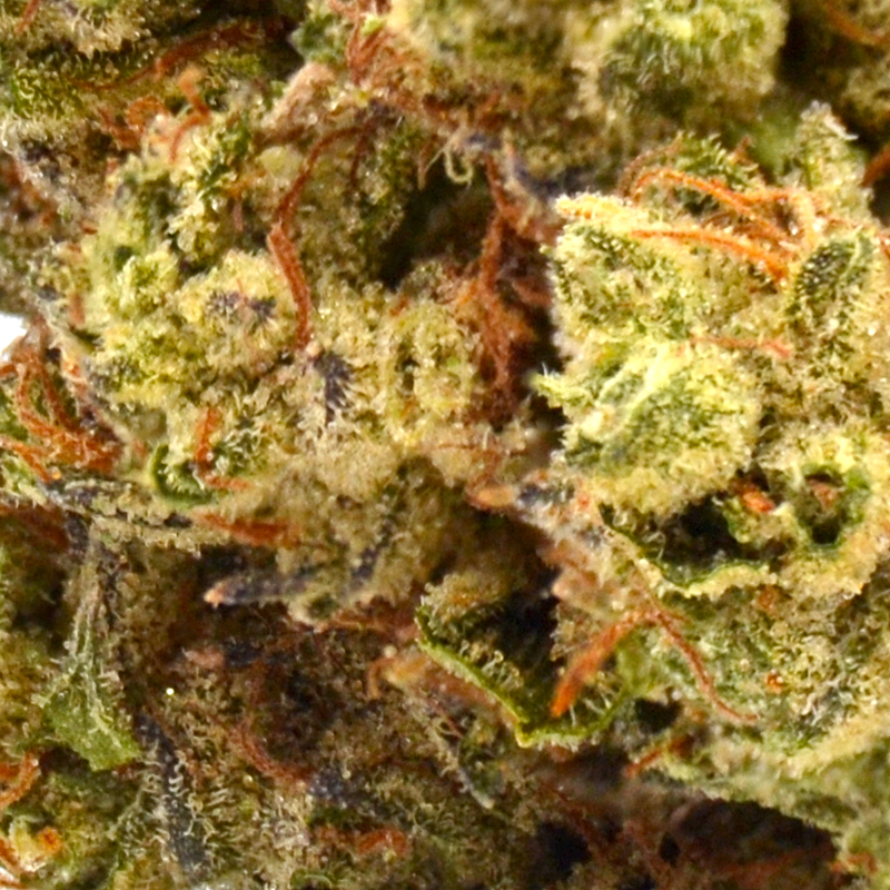 THCa Flower - Truffles