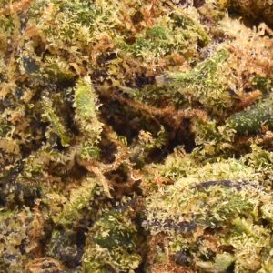 cereal-milk-up-close.jpg Indoor Cereal Milk Strain - 35% THCa