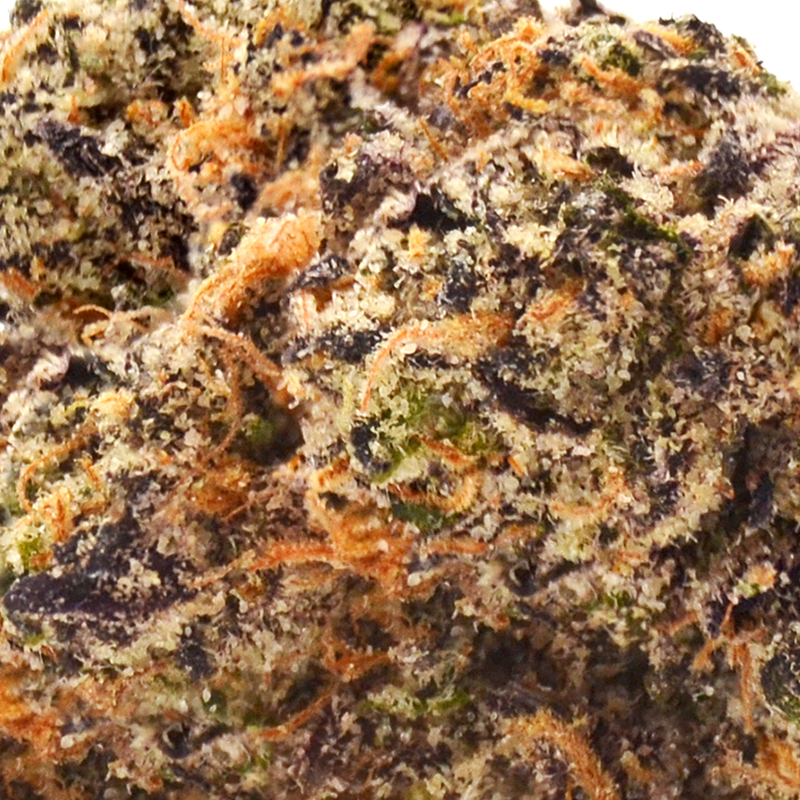 Purple Certz Strain - THCa - 35%