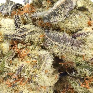 White Devil THCa Flower